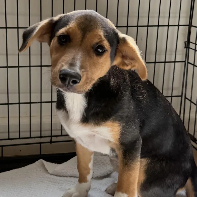 A baby medium-sized female Coonhound dog named Nori for adoption in Cumming, GA