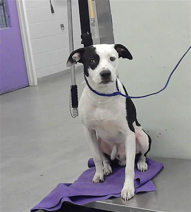 A young large-sized male Staffordshire Bull Terrier dog named Petey for adoption in Houston, TX