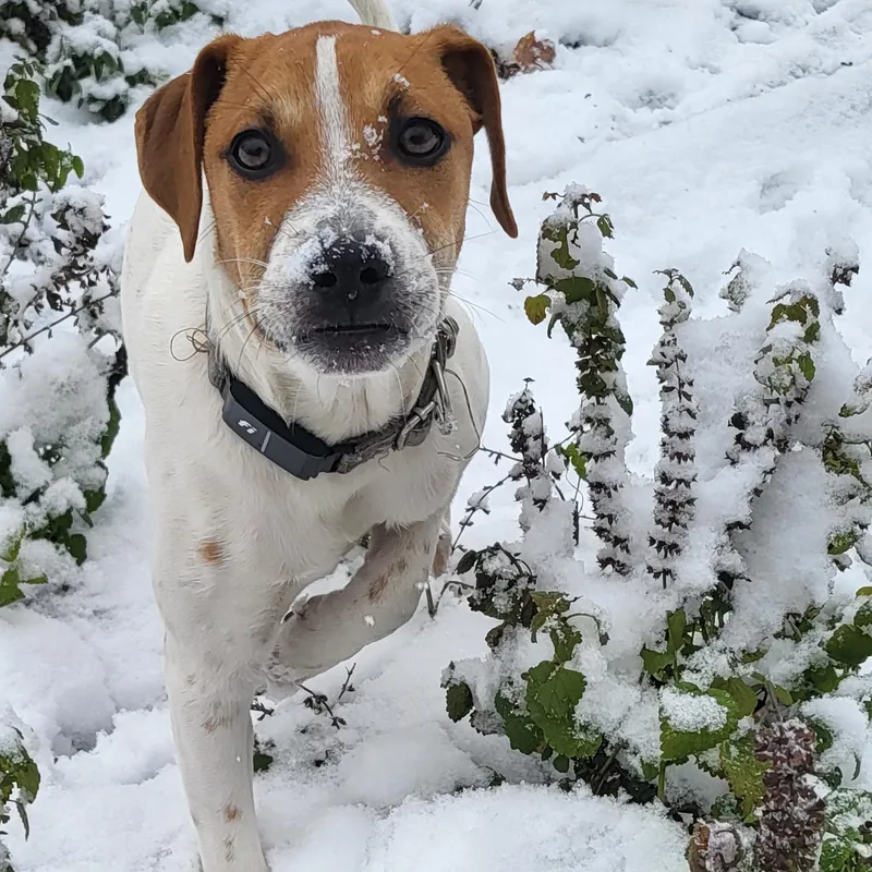 Pinto Bean thumbnail 3