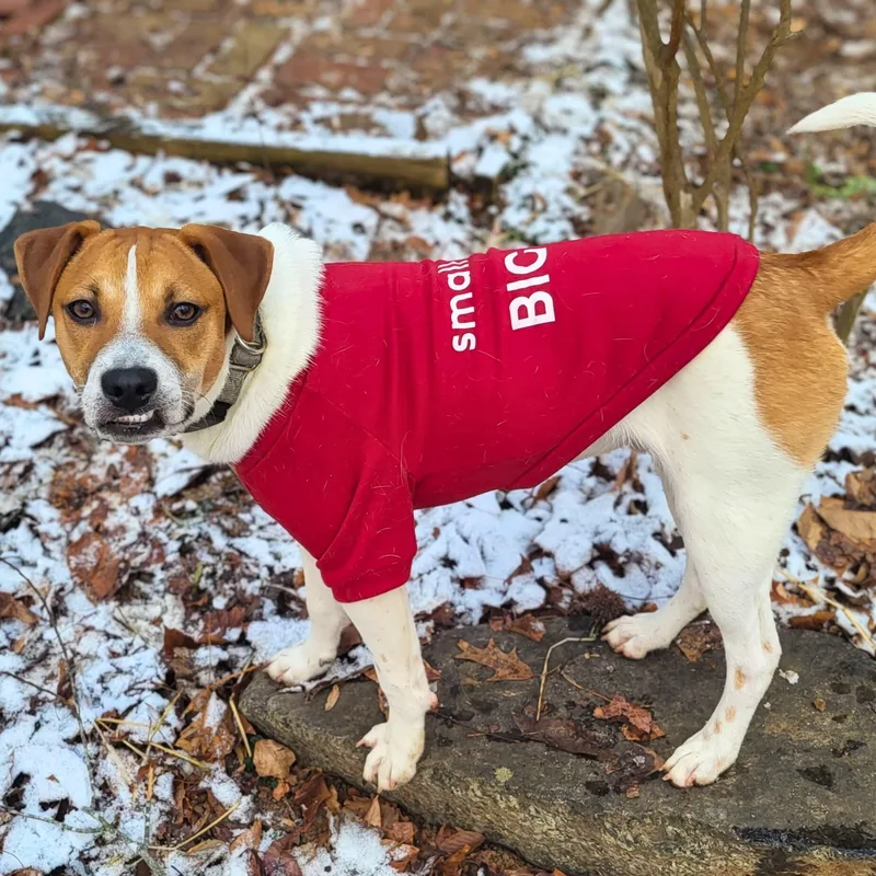 Pinto Bean thumbnail 4