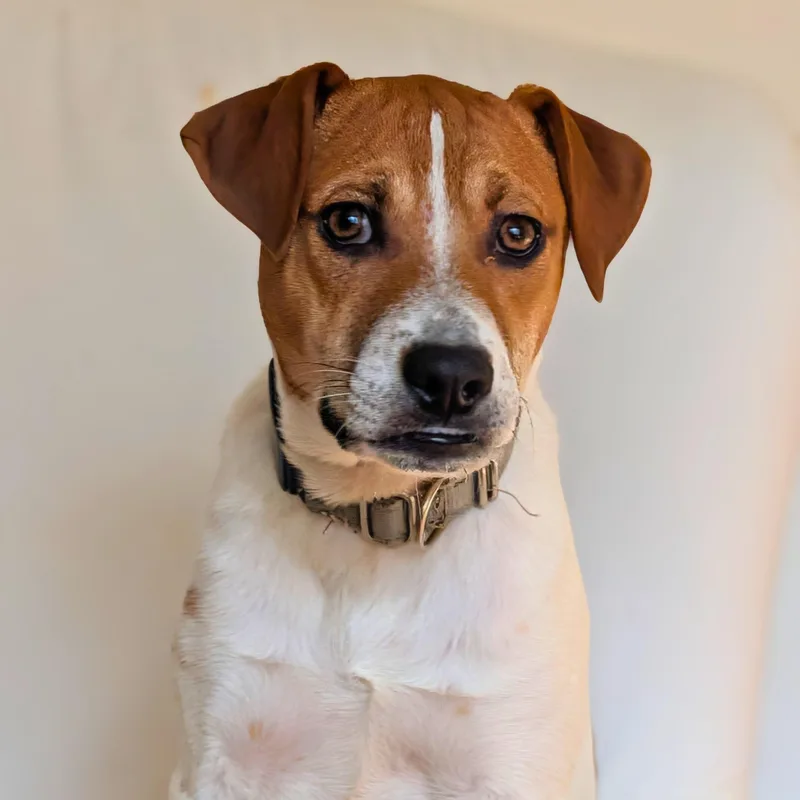 Pinto Bean thumbnail 5