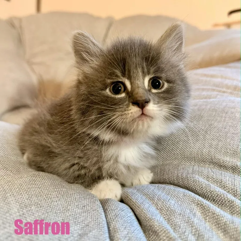 Saffron thumbnail 3