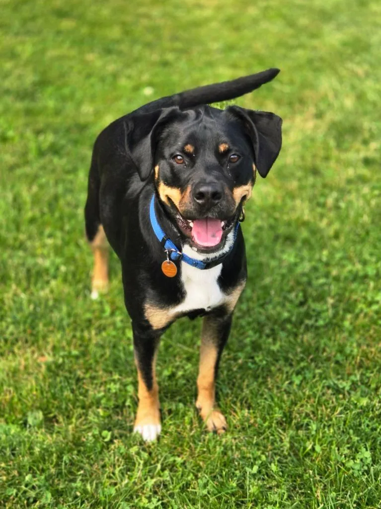 An adult large-sized female Rottweiler dog named Pepper for adoption in Viroqua, WI