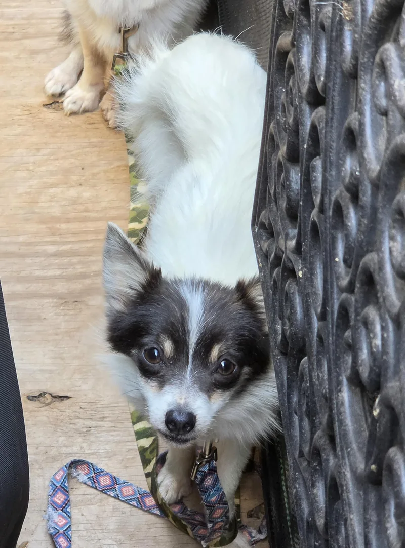 An adult small-sized female Papillon dog named Heidi for adoption in Troutman, NC