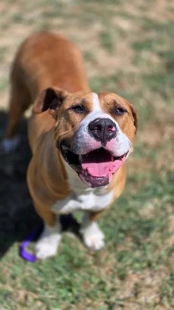 An adult large-sized female Pit Bull Terrier dog named Biscuit for adoption in Riverside, CA
