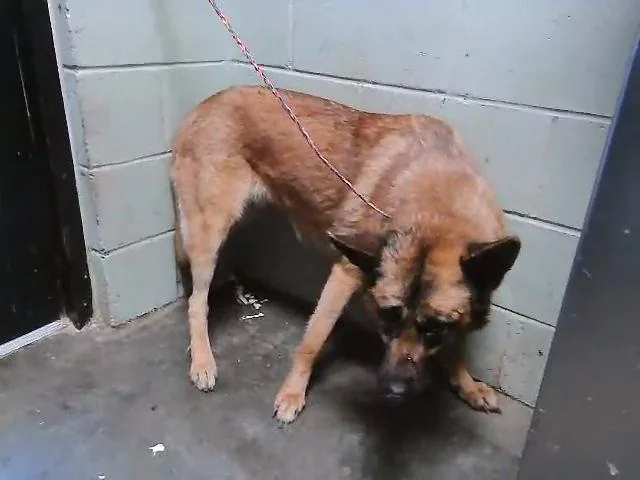 A young medium-sized female German Shepherd Dog dog named Blosium for adoption in Tulsa, OK