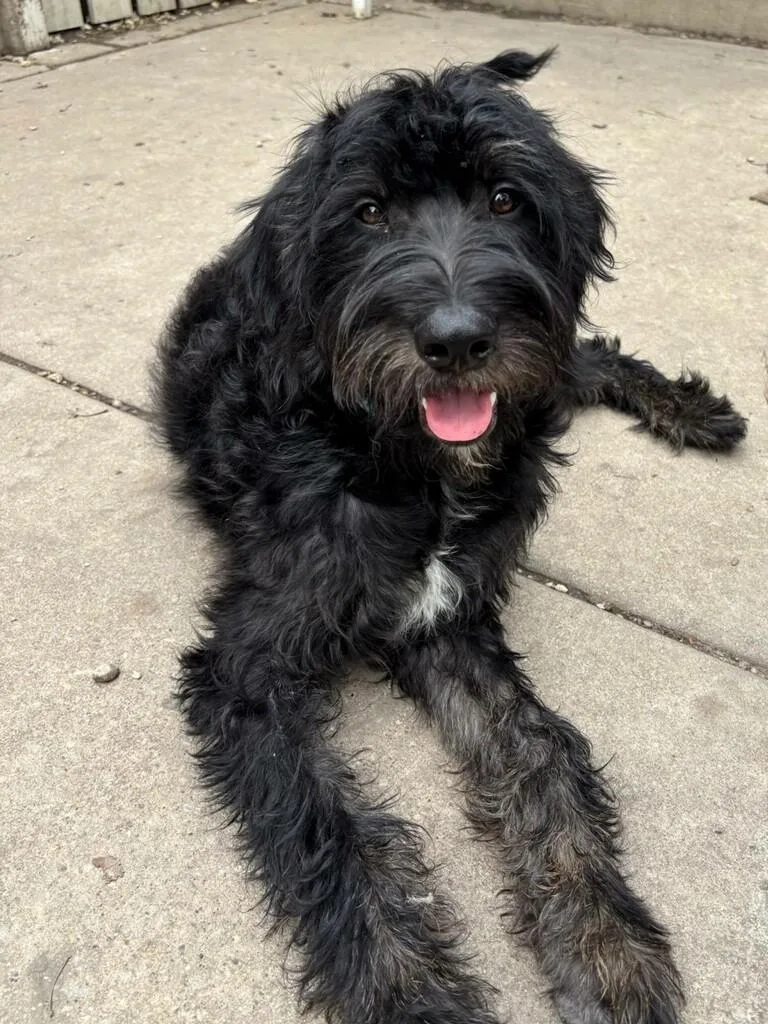A baby medium-sized male Labradoodle dog named Jock for adoption in Orland Park, IL
