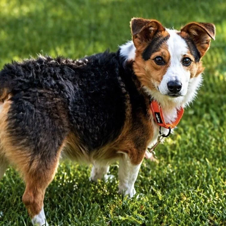 An adult medium-sized male Corgi dog named Baxter for adoption in Alexandria, VA