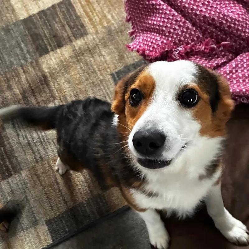 Baxter thumbnail 4