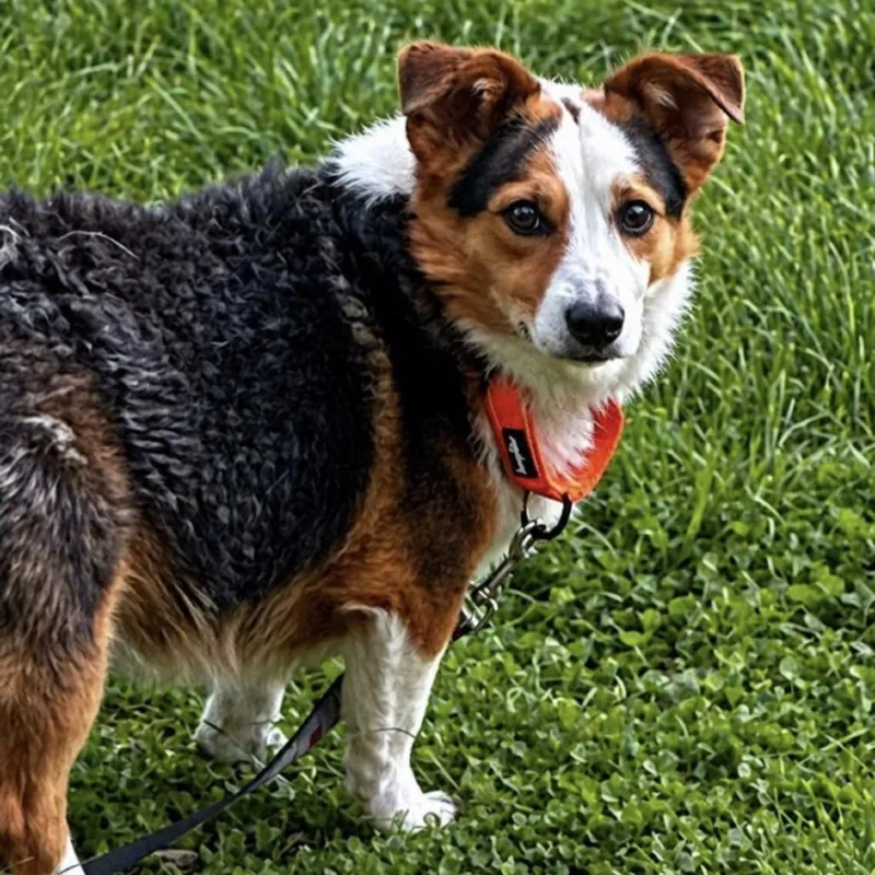 Baxter thumbnail 5