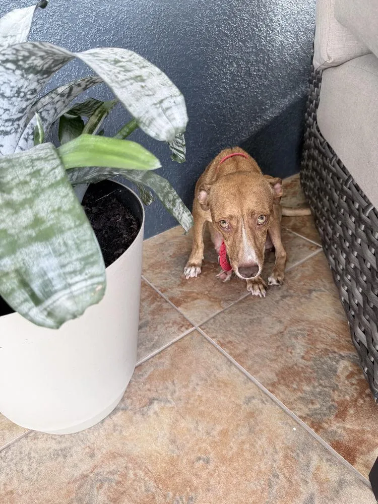 An adult medium-sized female Tricolor (Brown, Black, & White) American Bulldog dog named Hattie for adoption in Lakeland, FL