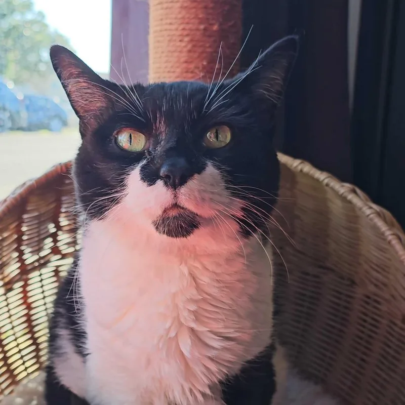 A senior large-sized female Black Domestic Short Hair cat named Baby for adoption in San Diego, CA