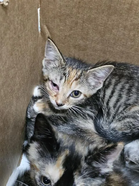 A baby medium-sized female Domestic Short Hair cat named Cappuccino for adoption in Dallas, TX