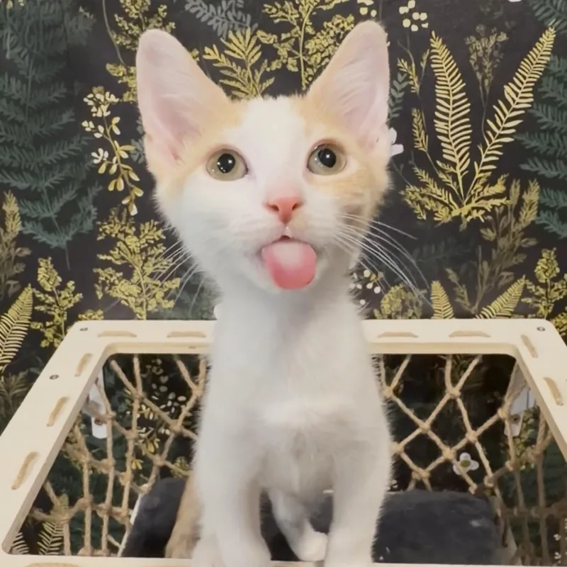 A baby medium-sized female Orange & White Domestic Short Hair cat named Velcro for adoption in Midvale, UT