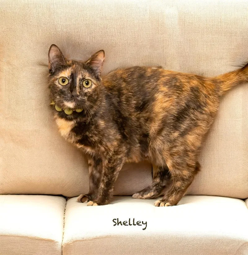 A young medium-sized female Domestic Short Hair cat named Shelley for adoption in Hot Springs Village, AR