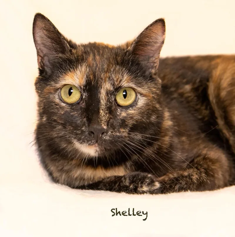 Shelley thumbnail 2