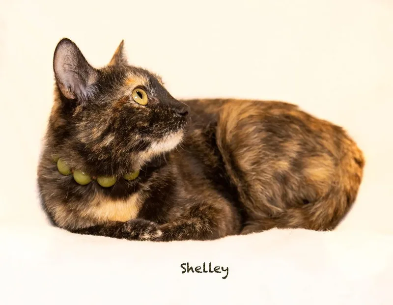 Shelley thumbnail 3