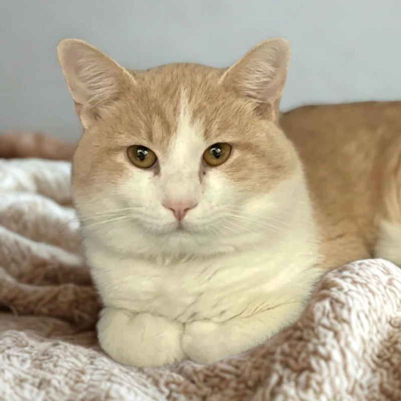 An adult small-sized male Domestic Short Hair cat named Vanoreo for adoption in Port Washington, NY
