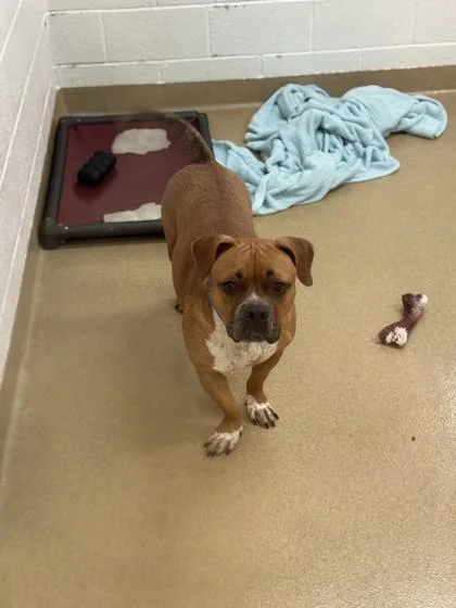 Cinnamon thumbnail 2