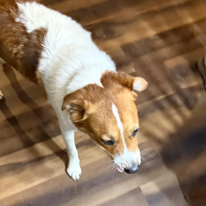 A young medium-sized male Border Collie dog named Ricko for adoption in Cordova, TN