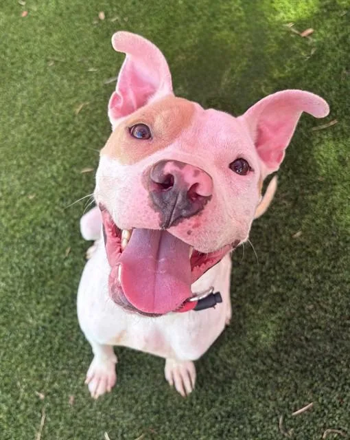 A young medium-sized male Mixed Breed dog named Scooby for adoption in Jacksonville, FL