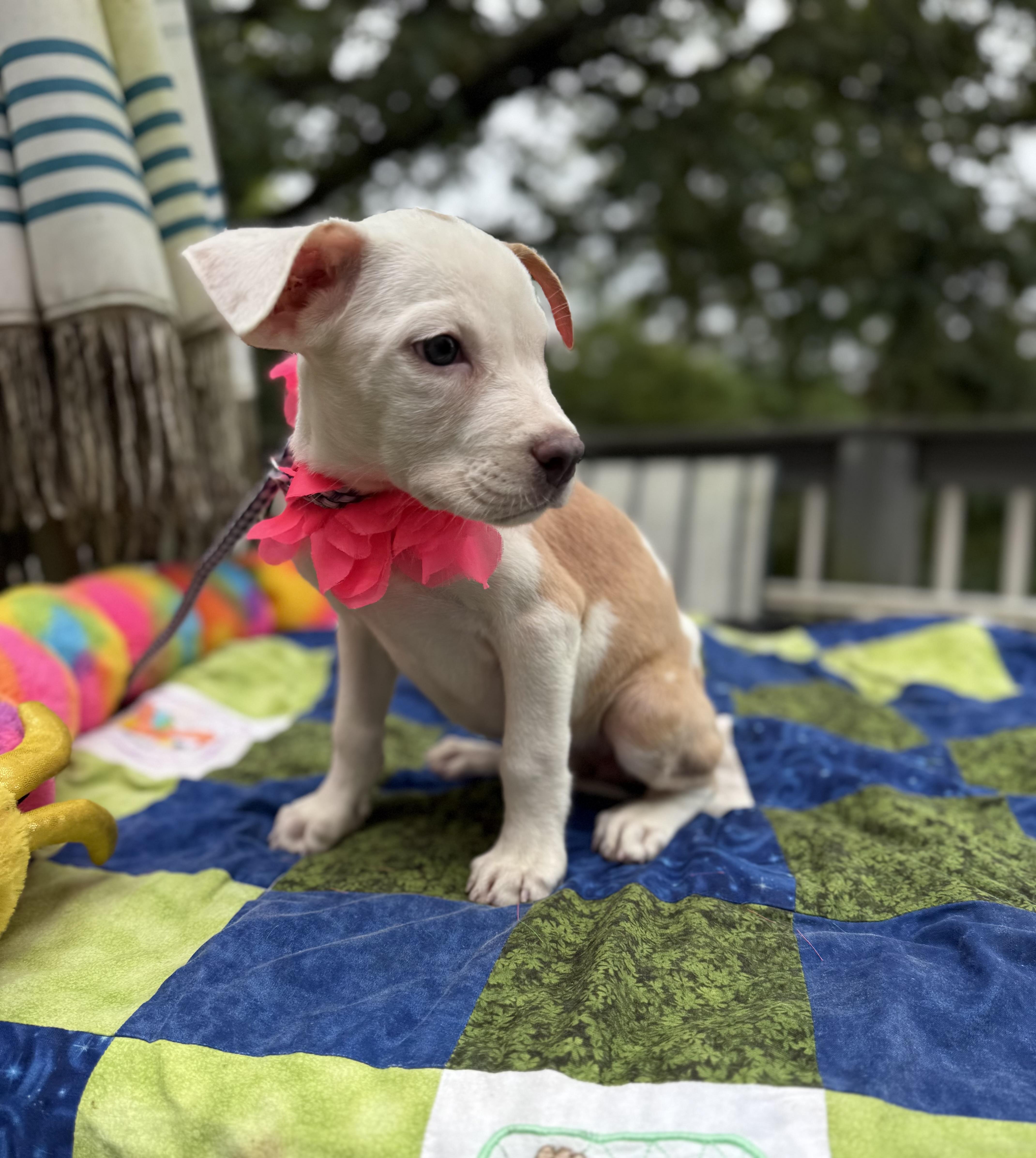 A baby small-sized female Jack Russell Terrier dog named Dolly for adoption in White Lake, MI