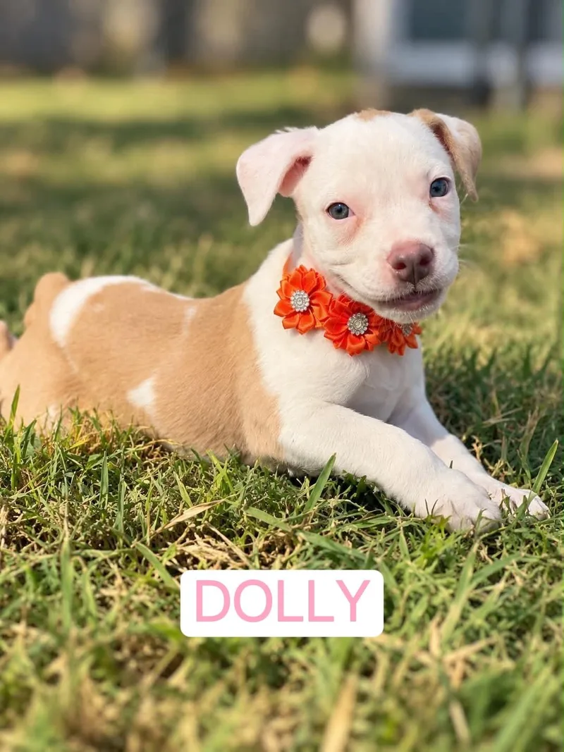 Dolly thumbnail 5