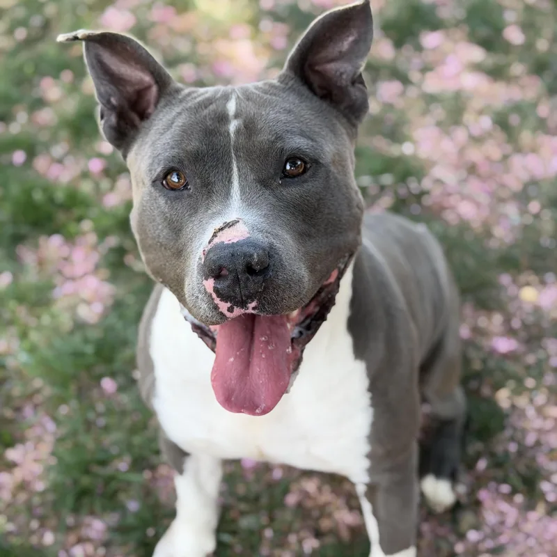 An adult large-sized male Gray / Blue / Silver Pit Bull Terrier dog named 26-00523 for adoption in Fredericksburg, VA