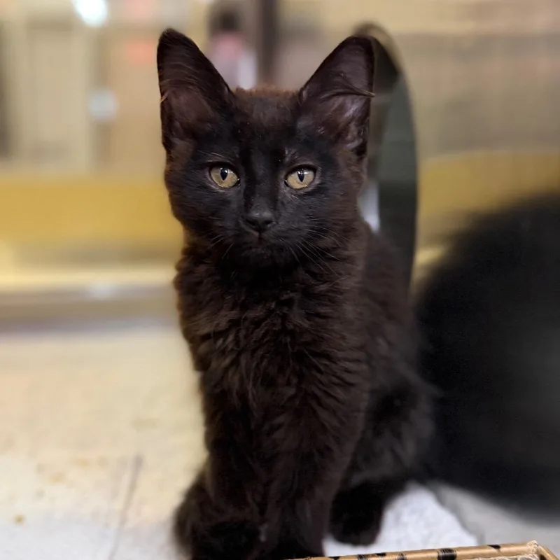 A baby small-sized male Black Domestic Short Hair cat named Caine for adoption in Palm Springs, CA
