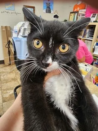 A baby small-sized female Domestic Short Hair cat named Glory $ for adoption in Seneca, SC