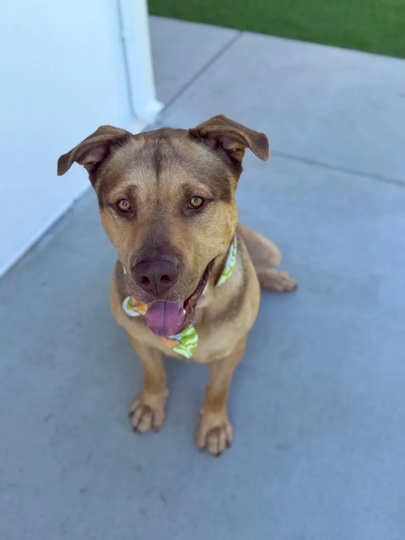An adult large-sized male German Shepherd Dog dog named Pancho for adoption in Los Angeles, CA