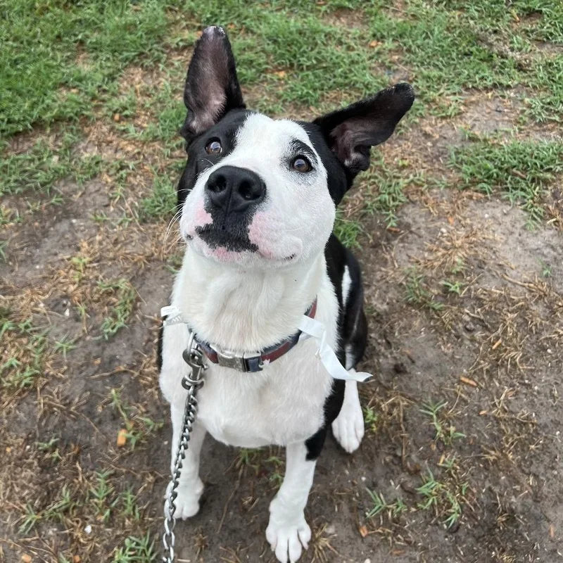 An adult large-sized male White / Cream Mixed Breed dog named Tom Hanks for adoption in Jacksonville, FL