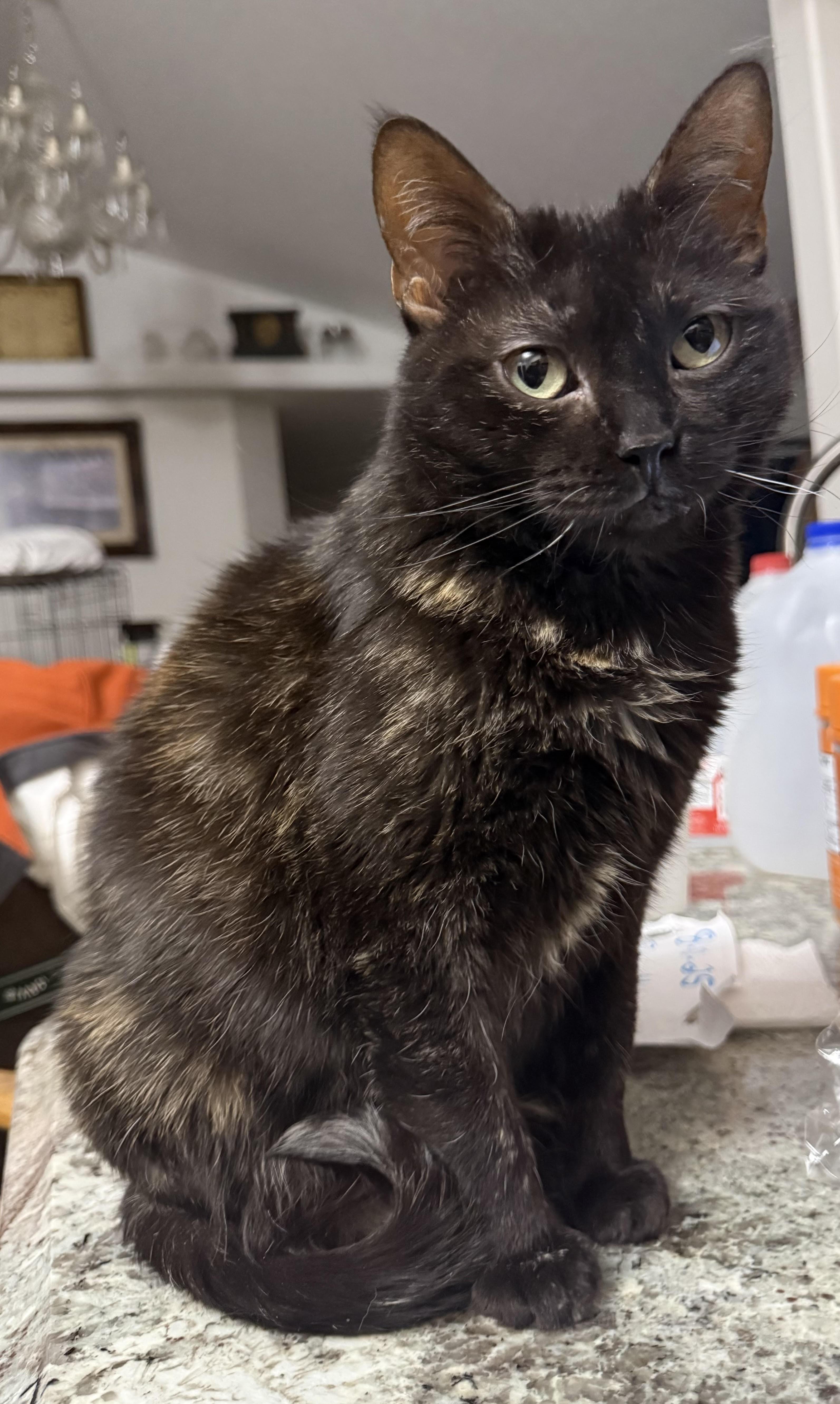 An adult medium-sized female Tortoiseshell cat named Sylvia for adoption in Butte, MT