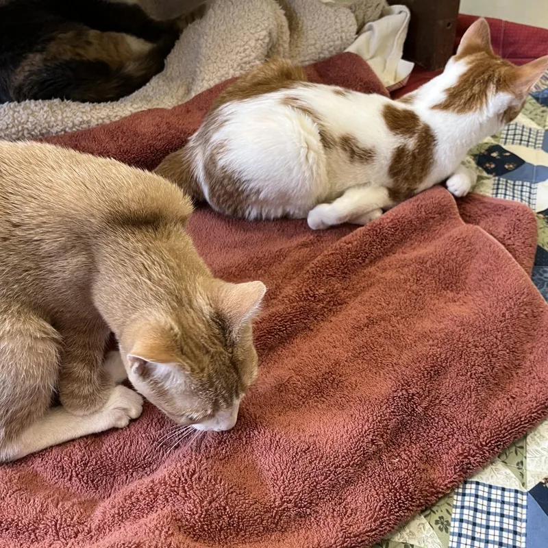 A baby small-sized female Orange / Red Domestic Short Hair cat named Frosted Flake for adoption in Bedford, NH