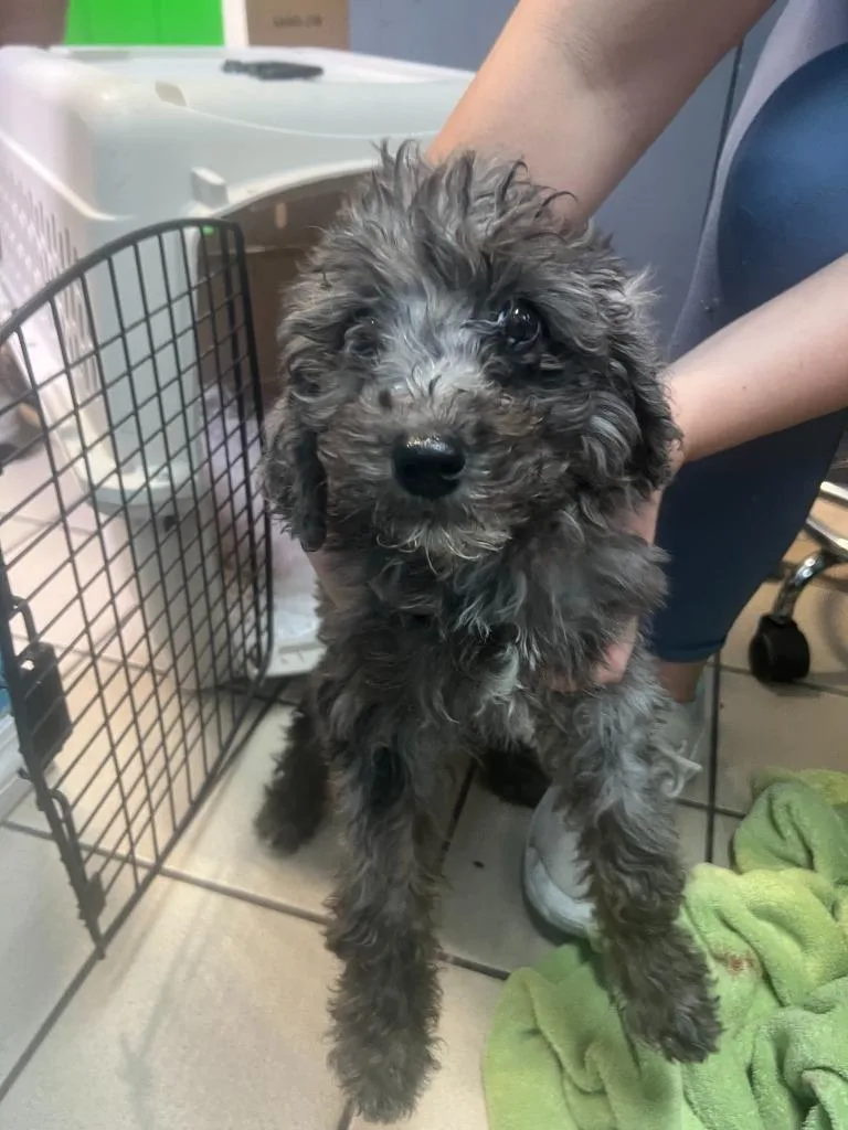 A baby small-sized female Poodle dog named Brulee for adoption in Sebastian, FL