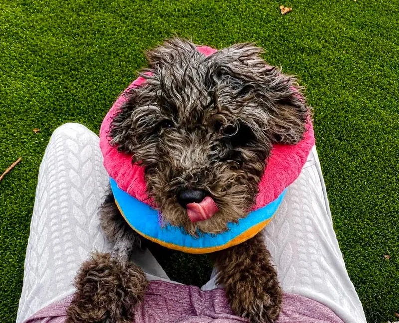 Brulee thumbnail 6
