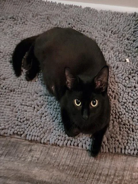 A young medium-sized female Domestic Short Hair cat named Candy for adoption in Louisville, KY