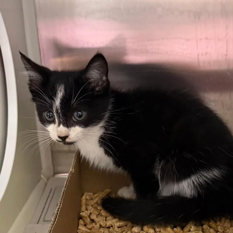 A baby small-sized male Black Domestic Short Hair cat named Wolfie for adoption in Chattanooga, TN