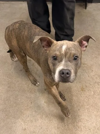 A baby medium-sized male Brown / Chocolate Pit Bull Terrier dog named Fenway for adoption in Cleveland, OH