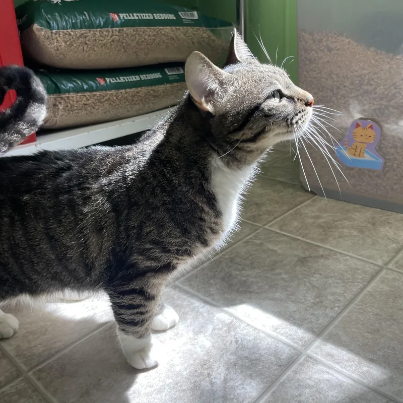 An adult medium-sized female Tabby (Brown / Chocolate) Domestic Short Hair cat named Nina for adoption in Greenbelt, MD