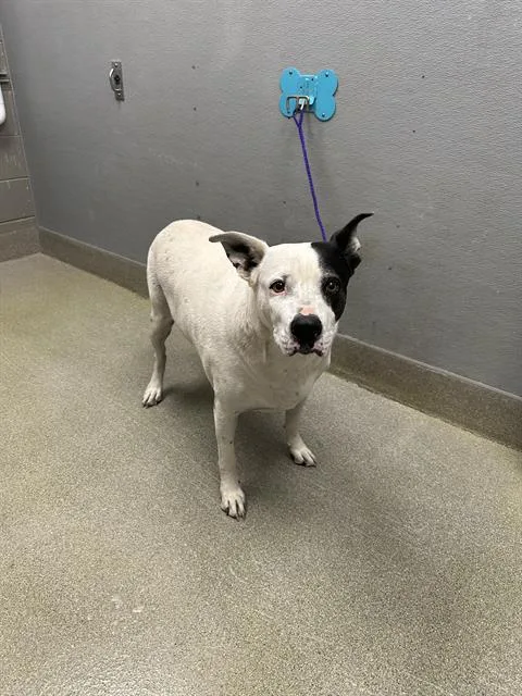 An adult large-sized male Dalmatian dog named Bubba for adoption in Las Vegas, NV