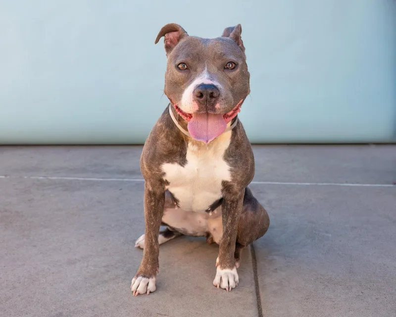 An adult medium-sized female Pit Bull Terrier dog named Olive for adoption in Pasadena, CA