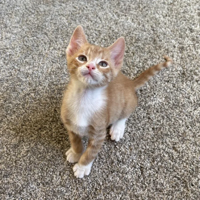 A baby small-sized male Orange / Red Domestic Short Hair cat named Sol for adoption in Mondovi, WI
