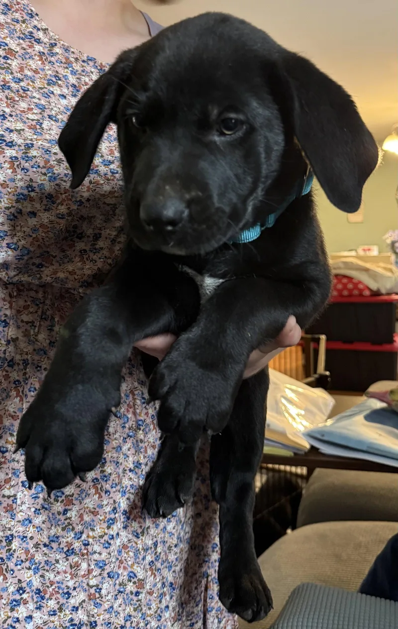 A baby large-sized male Labrador Retriever dog named Swiss for adoption in Garner, NC