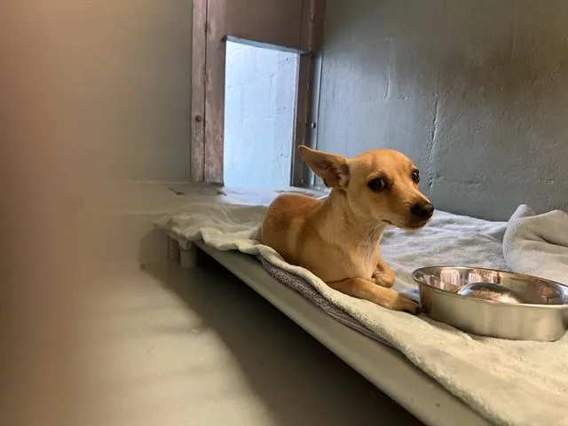 A young small-sized male Chihuahua dog named Ash for adoption in Irvine, CA