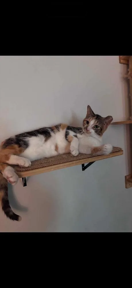 An adult medium-sized female Domestic Short Hair cat named Bella for adoption in Chicago, IL