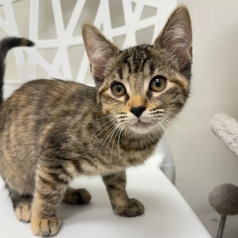 A baby small-sized female Domestic Short Hair cat named Harlowe for adoption in Cumming, GA