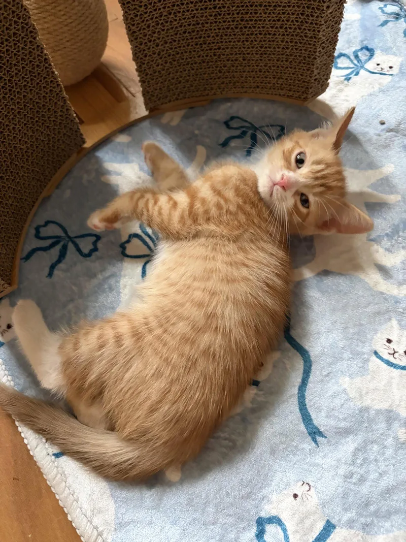 A baby medium-sized male Orange & White Domestic Short Hair cat named Scut for adoption in Rootstown, OH