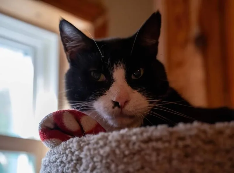 A senior medium-sized male Domestic Short Hair cat named Buck for adoption in Pittsboro, NC