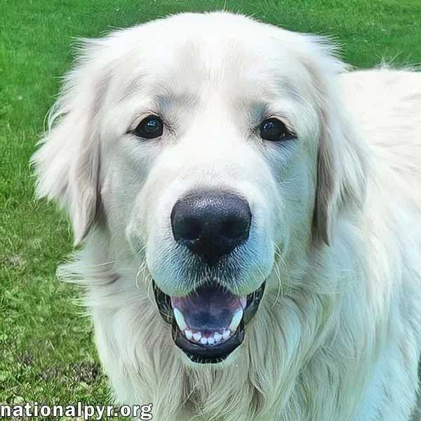 A young large-sized male White / Cream Great Pyrenees dog named Trent in KY  for adoption in Beacon, NY